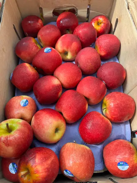New Zealand Queen Apple