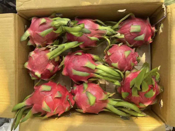 White Dragon Fruit