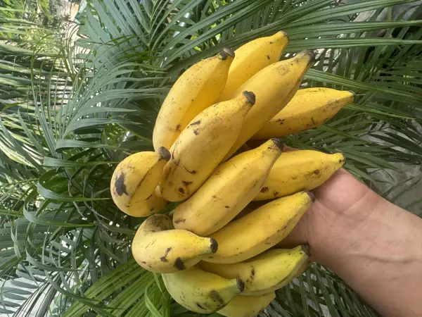 Elaichi Banana