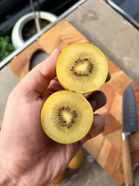Zespri Golden Kiwi