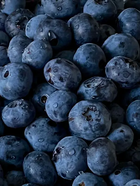 Jumbo Blueberry