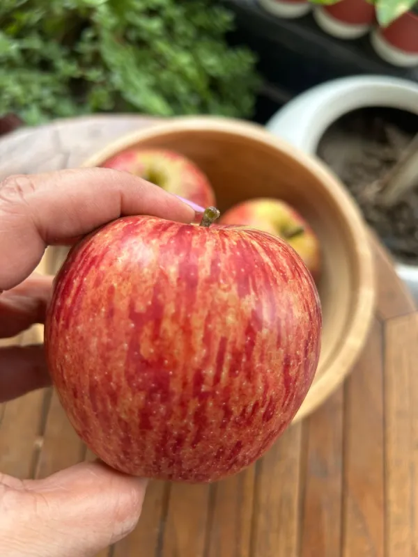 Kinnaur Apple