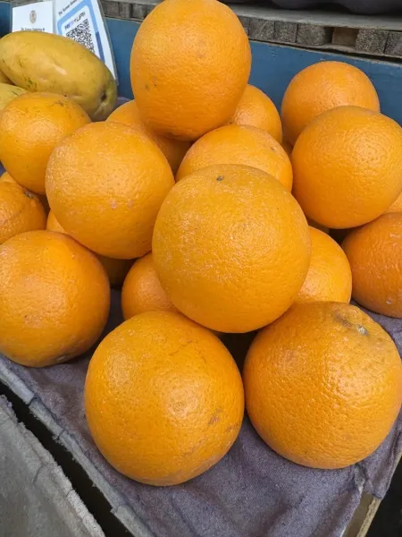 Malta Orange