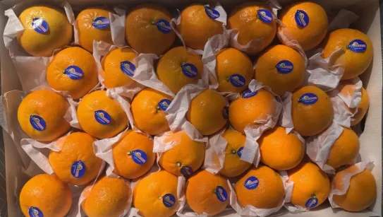 Mandarin Orange