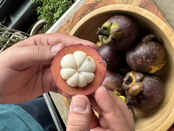Mangosteen