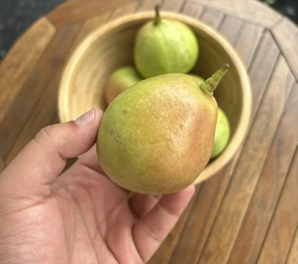 Nakh Pear