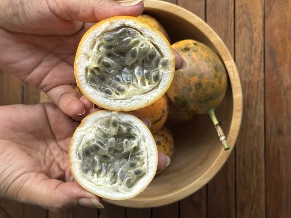 Orange Passion Fruit (Sweet Granadilla)
