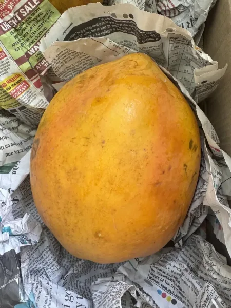 Papaya