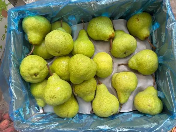 Bartlett Pear