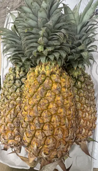 Rani Pineapple