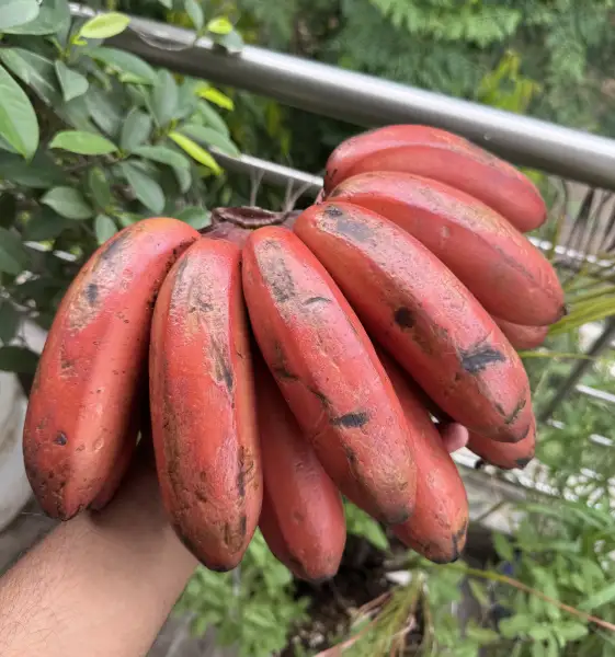 Red Banana