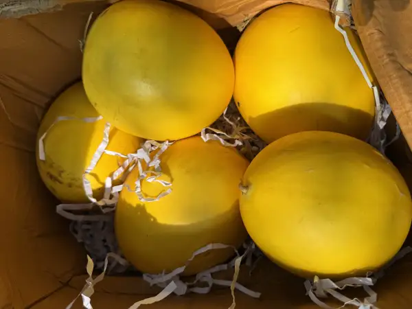 Sharda (Sunmelon)